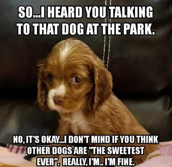 puppy meme cute