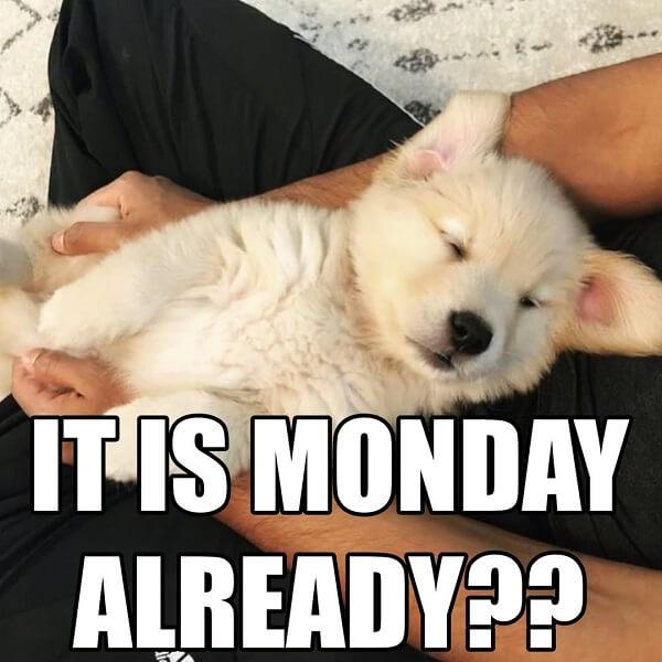 puppy meme its monday already