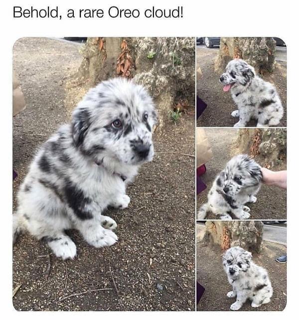 puppy meme oreo cloud