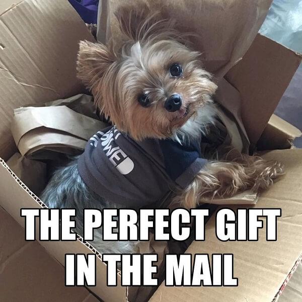 puppy meme perfect gift