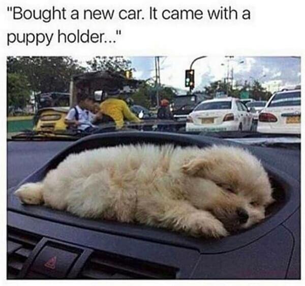 puppy meme