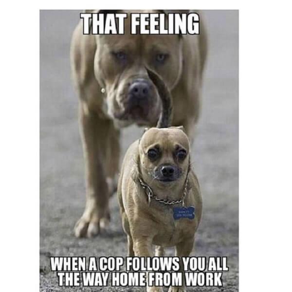 puppy memes cop follow you