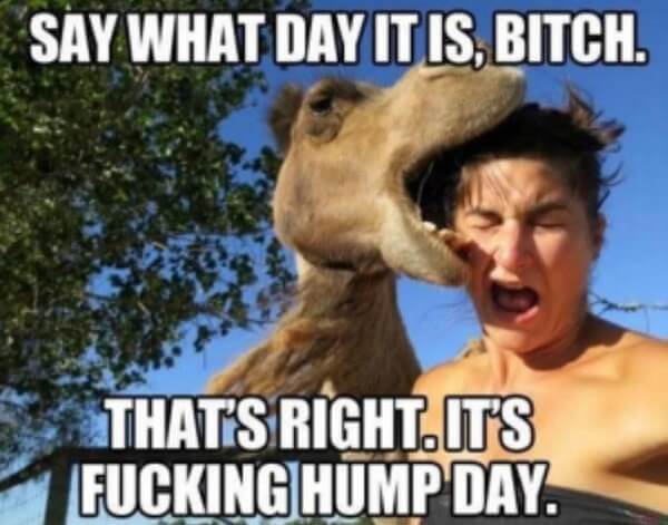 say what day it is hump day meme yeah!