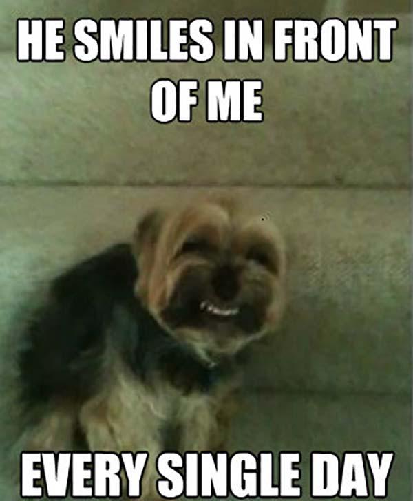 smiling dog meme every single day