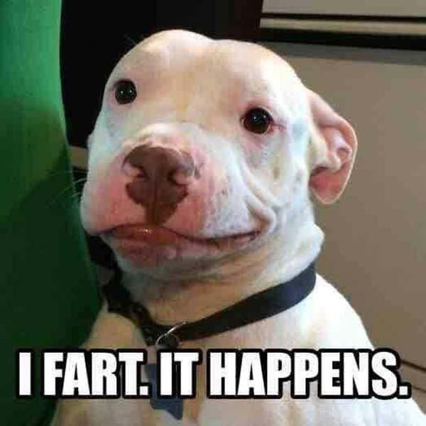 smiling dog meme i fart it happens