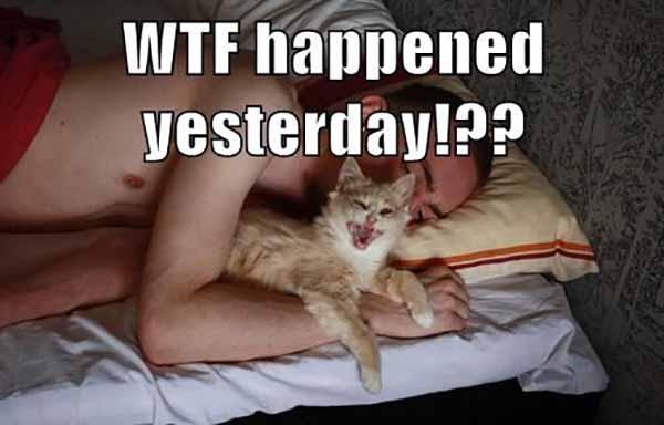 wtf cat meme hilarious