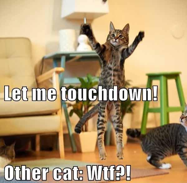 wtf cat meme let me touchdown