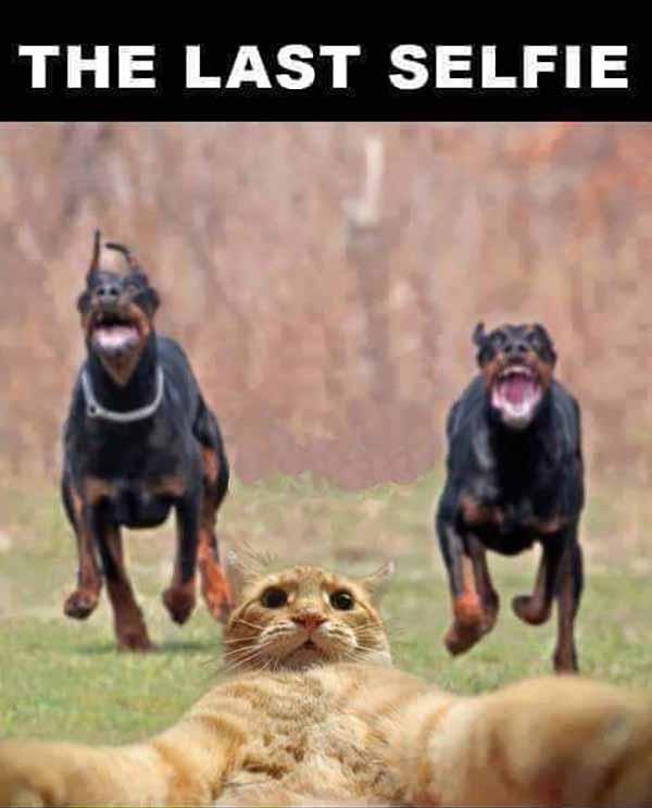 wtf cat meme the last selfie