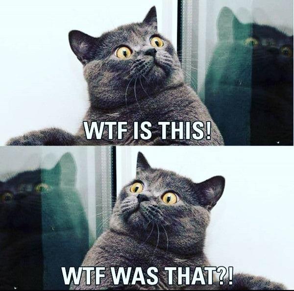 wtf cat meme