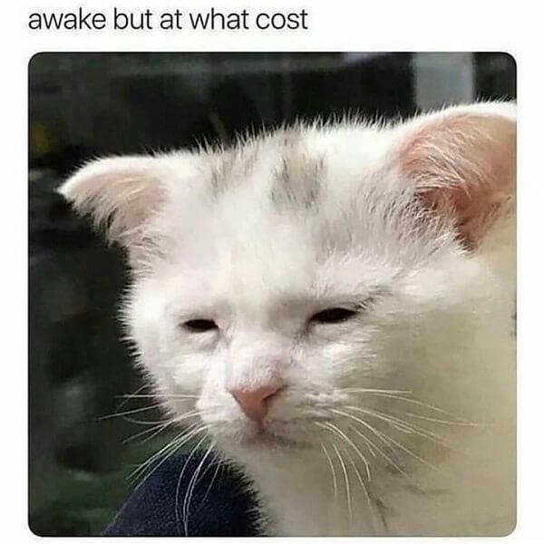 cat memes clean awake but at what cost