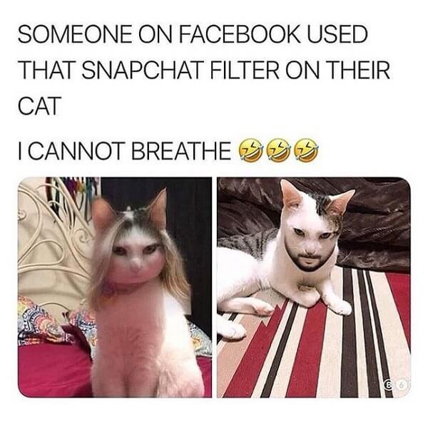 cat memes clean snapchap filter