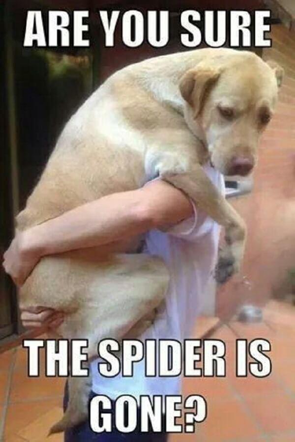 dog memes clean are you sure the spider is gone