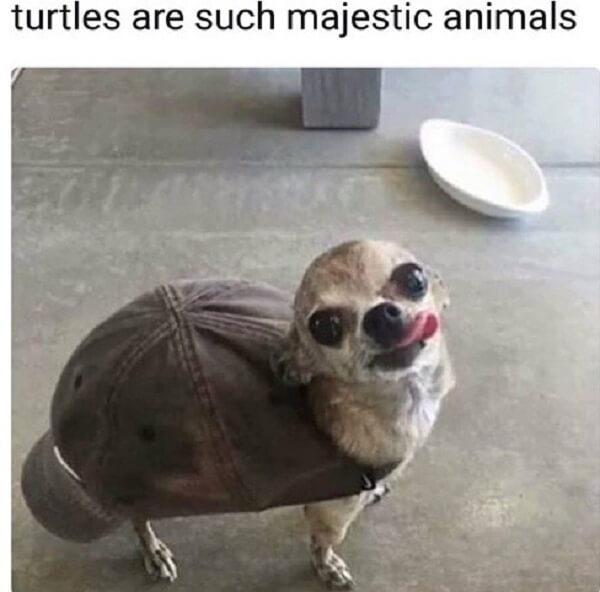 dog memes clean turtles are such majestic animals