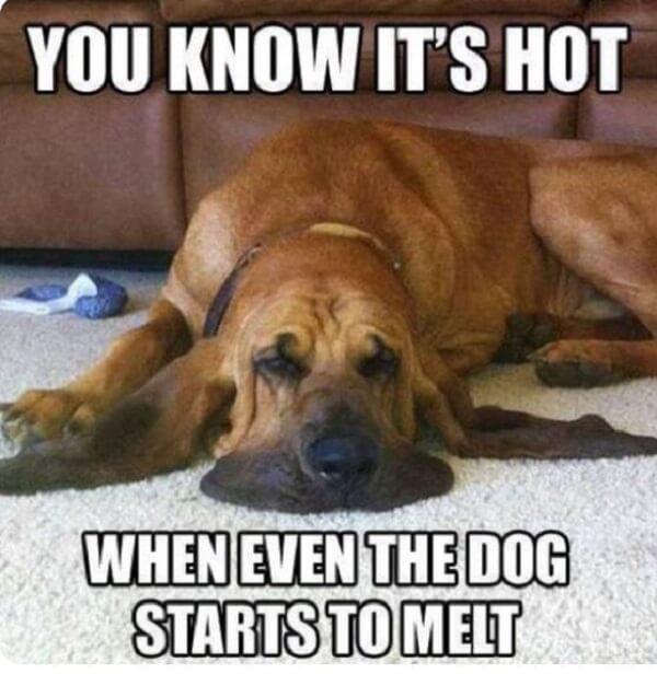 dog memes clean you know it's hot