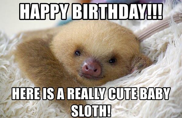 sloth birthday meme cute baby sloth