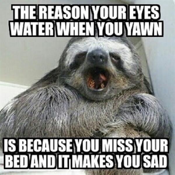 sloth meme funny the reason your eyes water when your yawn...