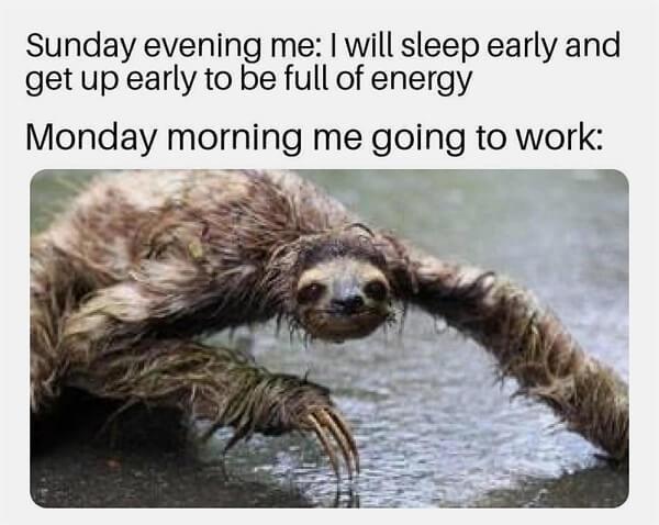 sloth meme funny