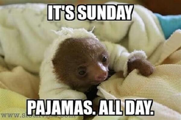 sloth meme its sunday pyjamas all day