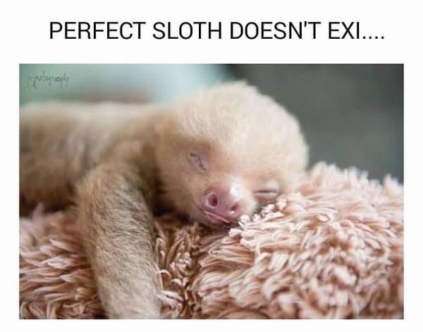 sloth meme perfect slot doesnt exist