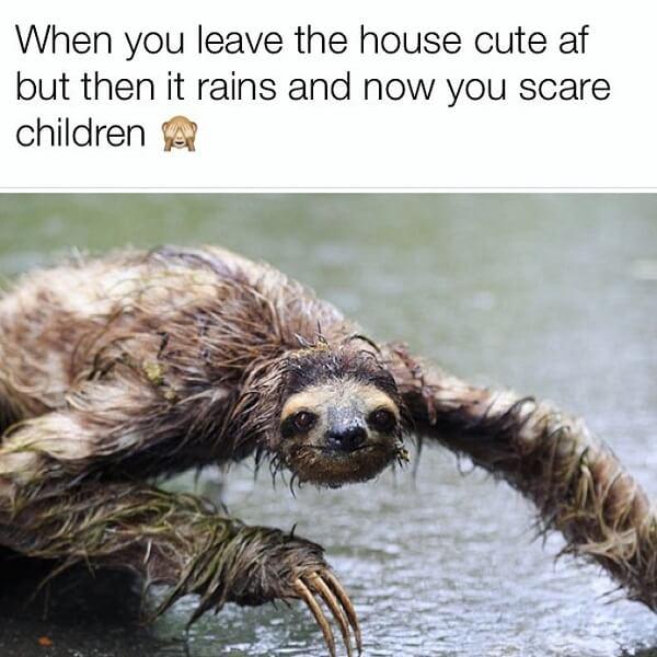 sloth meme