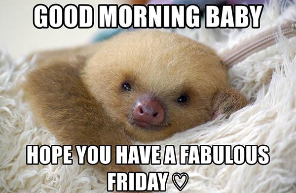 sloth memes clean good morning baby