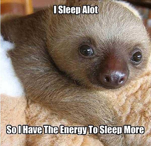 sloth memes clean i sleep a lot