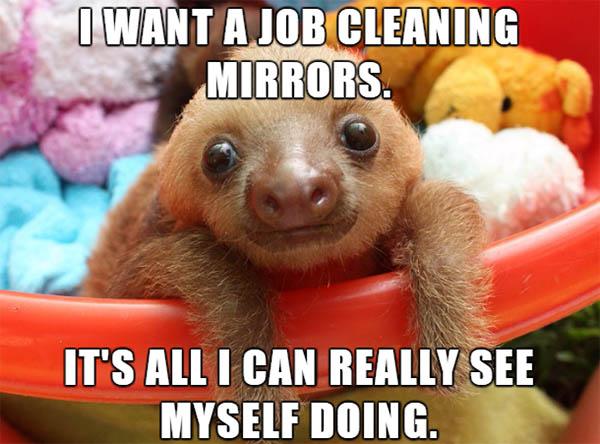 sloth memes clean i want a job cleaning