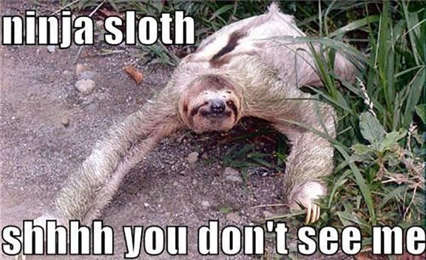 sloth memes clean ninja sloth