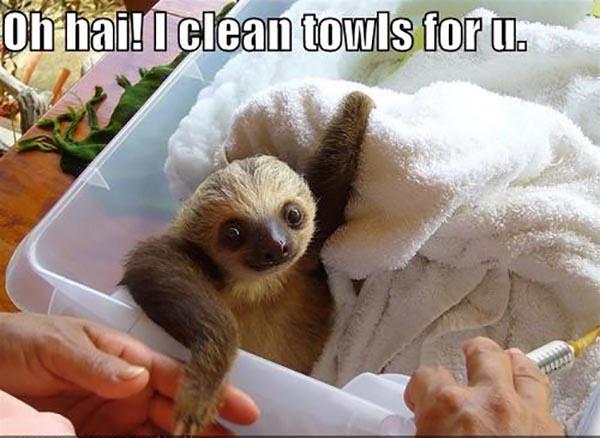 sloth memes clean