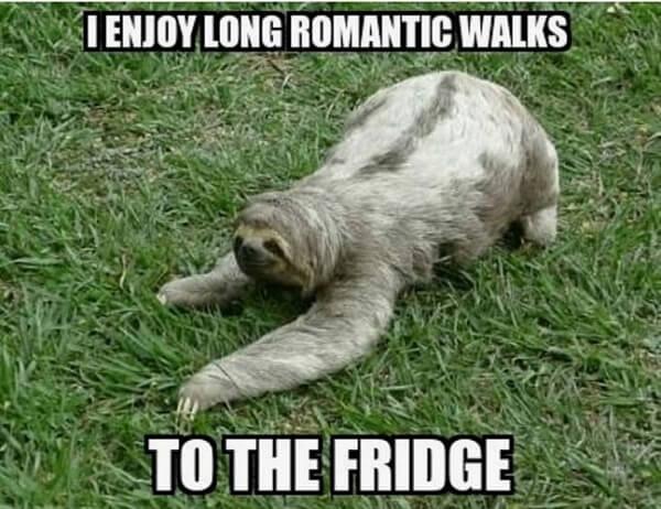 sloth memes i enjoy long romantic road