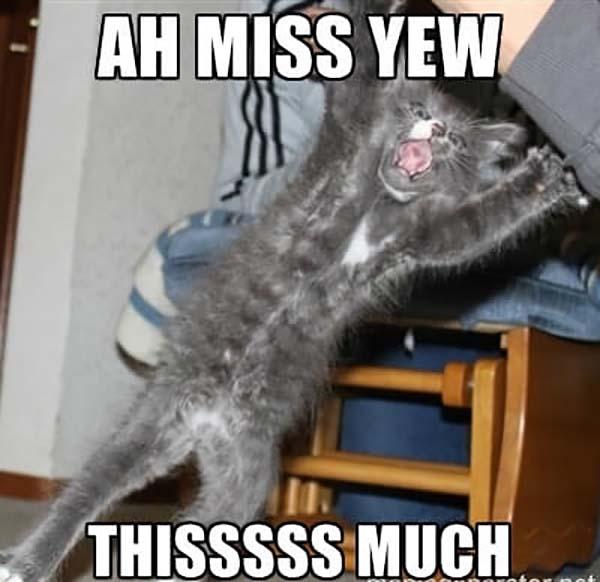 Ill Miss You Cat Meme