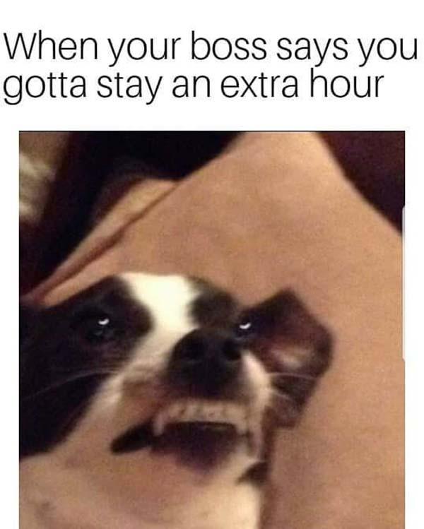 angry dog meme