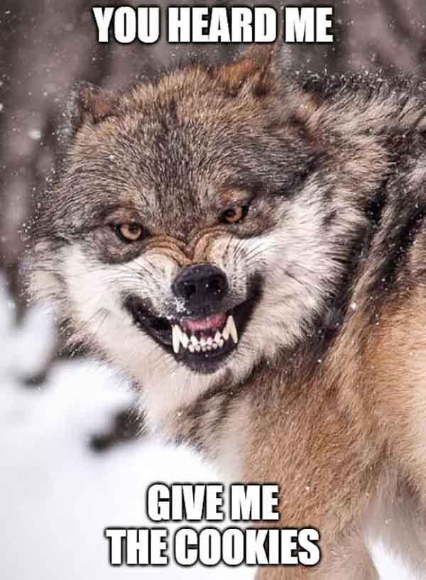 angry wolf meme