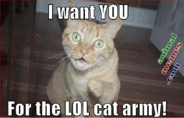 Lovely Funny Lol Cat Memes