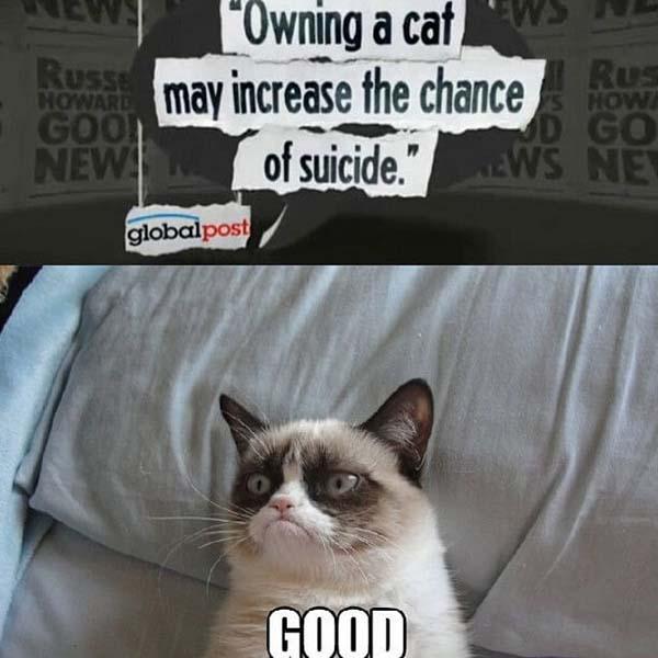 owning a cat may increase the chance of suicide