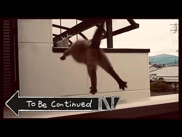 to be continued meme cat