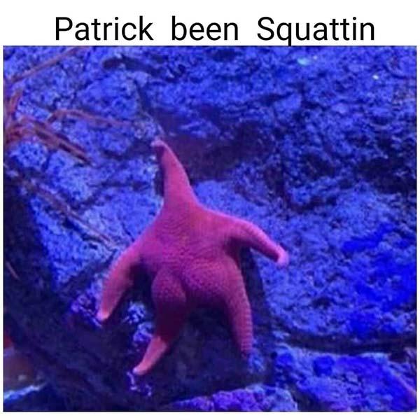 Patrick been squattin...leg day meme