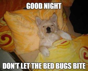 56 Best Good Night Meme - Meme Central