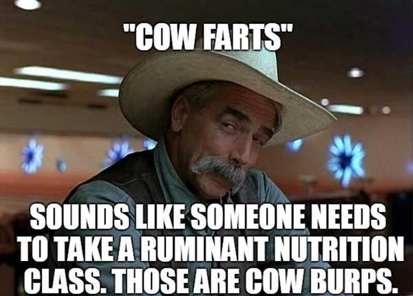 cow fart meme