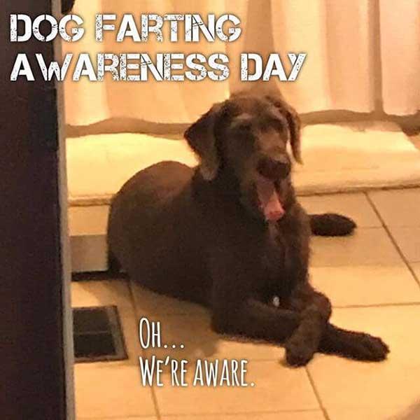 dog farting awareness day.. dog fart meme