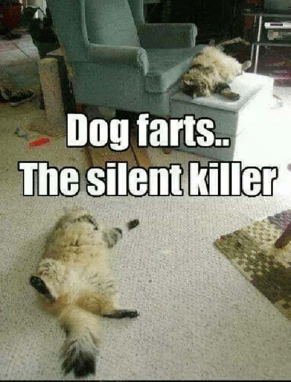 dog-farts-the-silent-killer