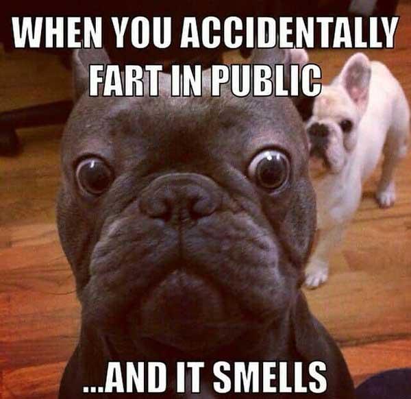 french bulldog fart meme