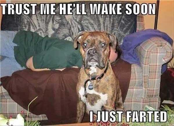 funny dog fart memes