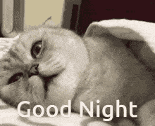 good night cat gif