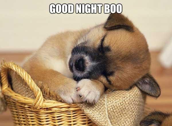 good night meme boo