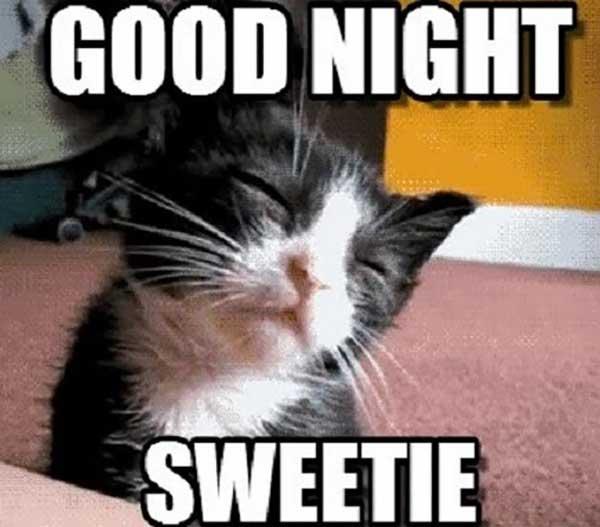 good night sweetie - good night cat meme