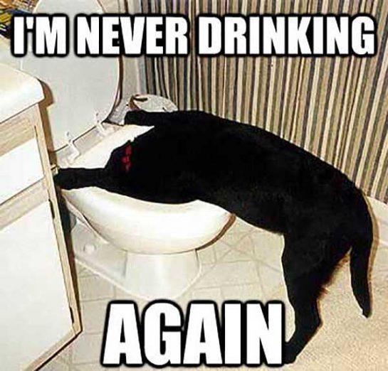 弄 100+ Best Drinking Meme - Meme Central