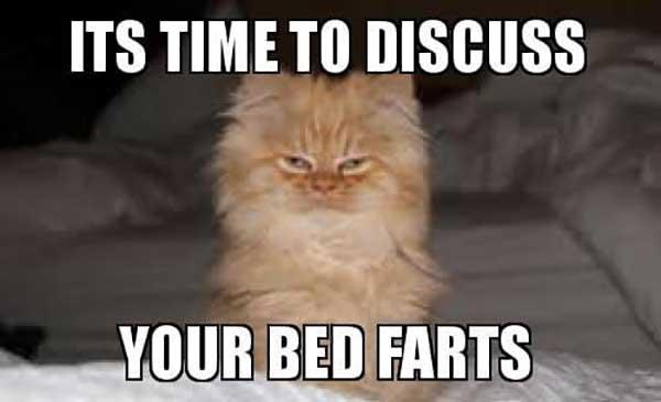 its time to discuss your bed farts - cat farts