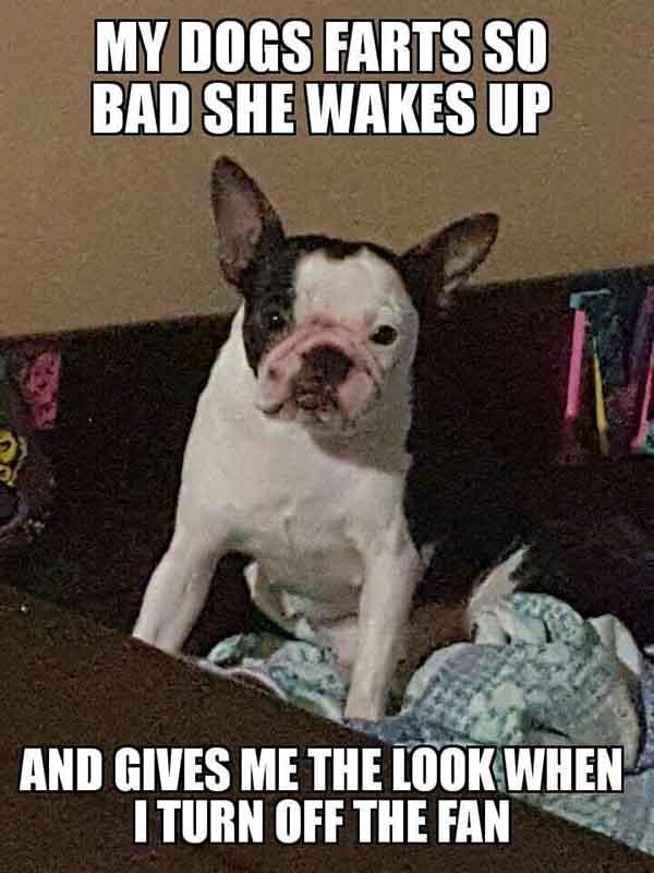 my dogs farts so bad she wakes up... dog fart meme