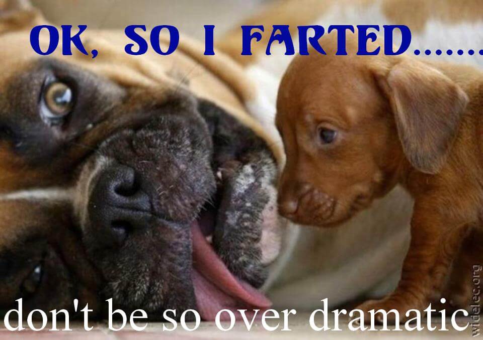 dogs farting funny